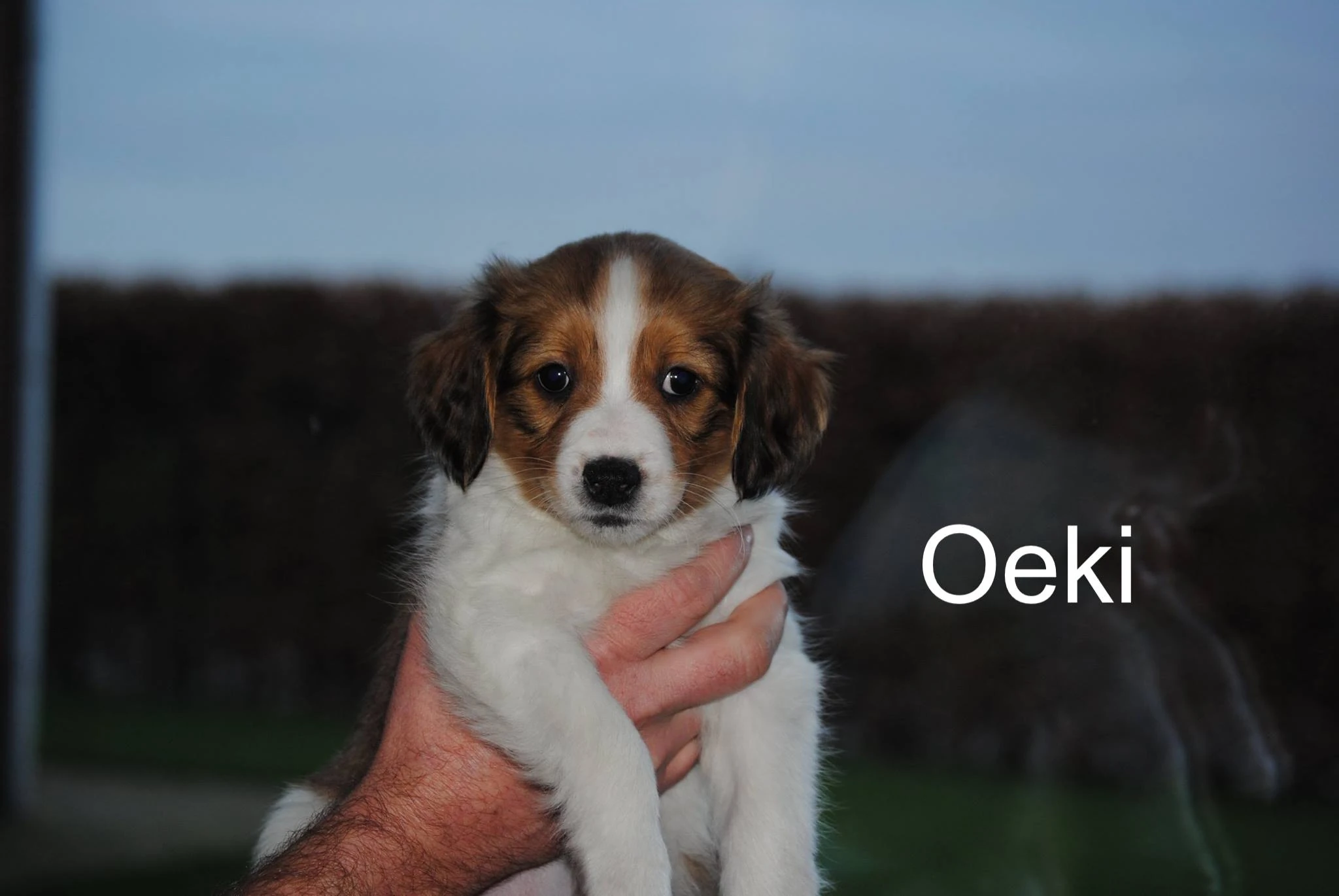 Oeki komt eraan!